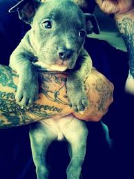 Animal tattoo designs are very common among people. Tattoos Love Puppies Too Tats Tattoos Ink Inked Guys Man Tatts Tattoo Cute Animals Animals Cute Dogs