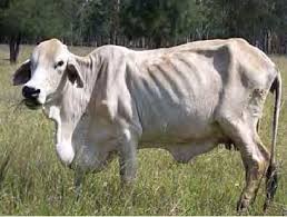 2014 cattle farmer of the year. Brahman Cow In Poor Condition And With Oedema Of The Brisket Due To Download Scientific Diagram