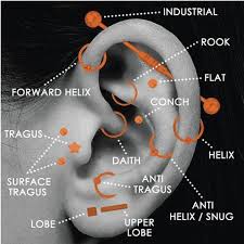 body piercing charts ears jewelry sizes gauge info