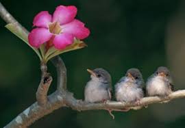 All of our prints are designed to brighten up. Comments On Cute Small Birds And Flowers Birds Wallpaper Id 2104587 Desktop Nexus Animals