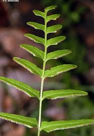 Image result for Lindsaea ensifolia