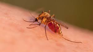 Image result for anopheles mosquito image