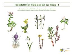 Die frühlingsluft wird von dem duft der pflanzen und blumen voll, es ist perfekt исправлено: Fruhlingsblumen Ppt Herunterladen