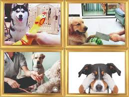 Animal Lovers Not Amused By Viral Videos Of Pets In Funny Situations Times Of India