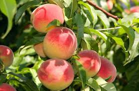 Comment Faire Pousser Un Pecher A Partir D Un Noyau Jardins Taille Du Pecher Faire Pousser Un Arbre Peach