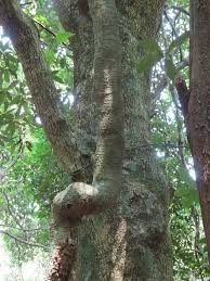 Image result for Oncinotis tenuiloba