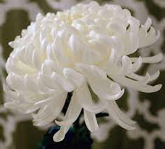 Pin On Beauty