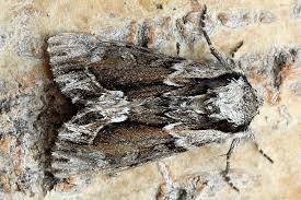 Image result for Hyppa rectilinea