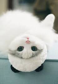 All kittens are purchased on a waitlist only basis. Ragdoll Kittens For Sale Doncaster