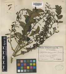 Image result for Polyscias kivuensis