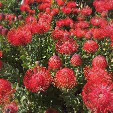 Image result for Leucospermum