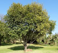 Image result for Diospyros gabunensis