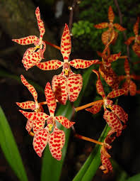 Image result for Zeuxine elongata