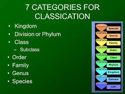 Plant Classification Objective Students Will Be Able To Know How To Classify A Plant And Be Able To Create Their Own Plant Using The Correct Classification Ppt Download