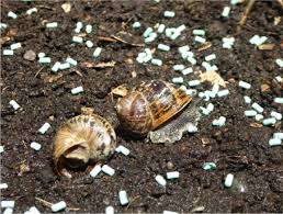 Image result for Metaldehyde Poisoning