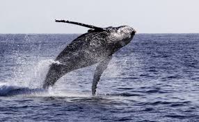 Dolphin and whale watch cruise for 1, 2, 4, 6, or 10 people at san diego whale watch (up to 58% off). Best Whale Watching In San Diego Tours Cruises And Season Guide