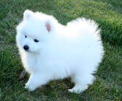 Siamese Cute Dogs Breeds Cute White Dogs Cute Small Dogs