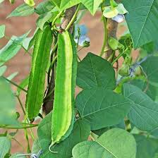 Image result for Psophocarpus