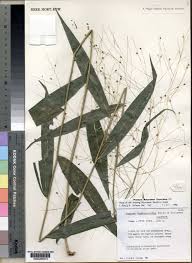 Image result for Panicum brevifolium