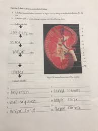 Oxygenated blood pumped by the heart passes through the aorta on its way to the kidneys. Solved Exercise 3 Blood Supply To The Kidney 1 2 Label Chegg Com