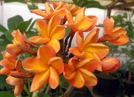 Pin On Plumeria Frangipani