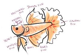Betta Basics Introduction To Bettafish Care Betta Fish Care Betta Betta Fish