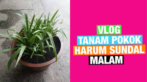 Check spelling or type a new query. Vlog Tanam Pokok Bunga Harum Sundal Malam Dalam Pasu Youtube