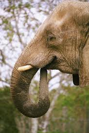 Either of the two long, pointed teeth of some animals such as elephants 2. Construct Simple Elephant Tusks From Cardboard Tubes Elephant Tusk How To Make Paper