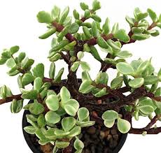 The elephant bush or dwarf jade plant, which is also known as the portulacaria afra, is a south african trailing succulent plant. Portulacaria Afra Plants Guide How To Grow Care For Elephant Bush