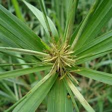 Image result for Cyperus distans