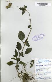 Image result for Ageratum conyzoides