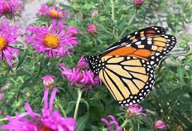 Which Milkweeds Do Monarch Butterflies Prefer 4 In 2020 Milkweed Milkweed Plant Monarch Butterfly