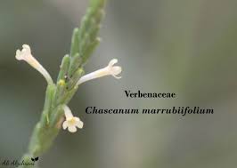 Image result for Chascanum adenostachyum