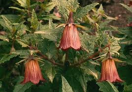 Image result for Canarina