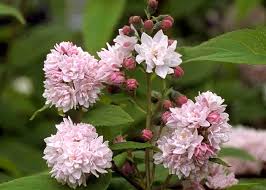 Image result for Deutzia hybrida Pink Pompon