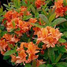 Mandarin Lights Azalea Dutch Gardens Azaleas Plants