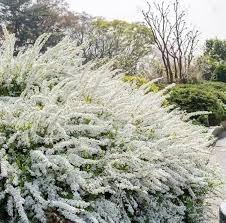 Image result for Spiraea thunbergii