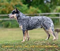 Australian Cattle Dog Vs Blue Heeler What S The Difference Cattle Dog World