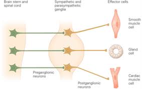 Autonomic Nervous System Flashcards Quizlet