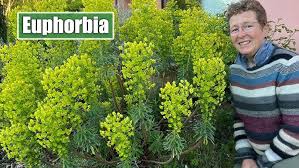 Image result for Euphorbia serratifolia