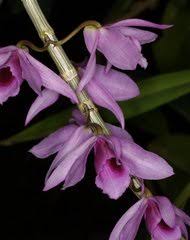 Image result for Diaphananthe subsimplex