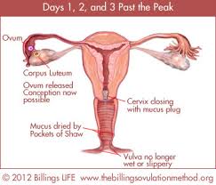 Eggs develop inside of follicles, small sacs inside the ovaries. The Peak Of Fertility