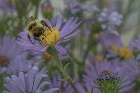 University of rochester, minckley lab. Making Alberta A Safer Bee Friendly Place Ponoka News