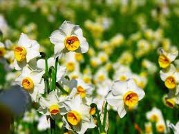 Arte di acquerello originale di narcisi gialli. Narciso Tazetta Narcissus Narcissus Bulbi Narciso Tazetta Narcissus Bulbi
