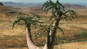 Image result for Pachypodium lealii