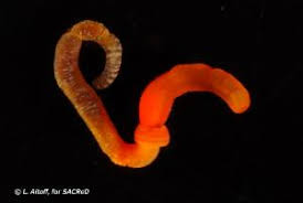 Image result for Isoglossa strigosula