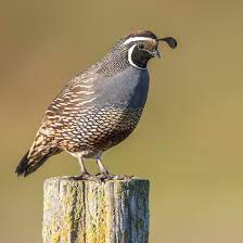 California Quail Wild Birds