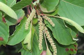 Image result for Hymenodictyon