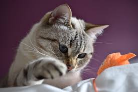 120 Cat Names That Start With O Great Cat Names