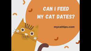 How Do Cats Breathe Under Blankets While Sleeping Mycattips